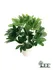 หนวดปลาหมึก