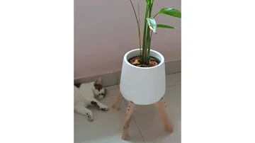 ด