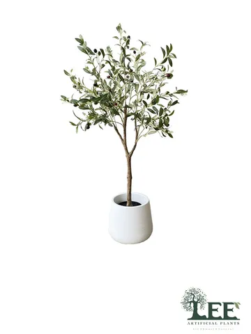 มะกอกมอล