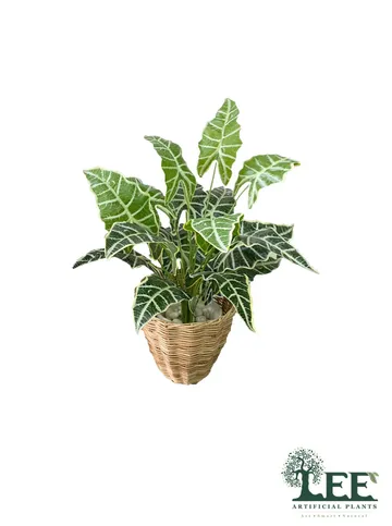 盒鯢55