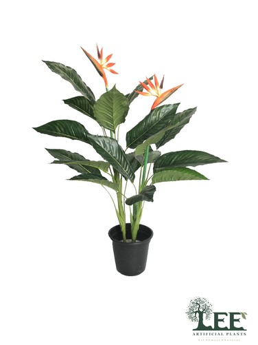 BirdofParadise1