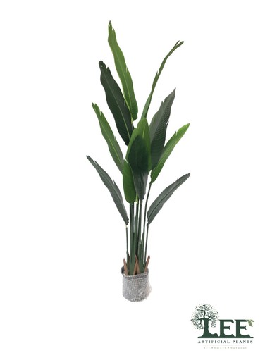 BirdofParadise1
