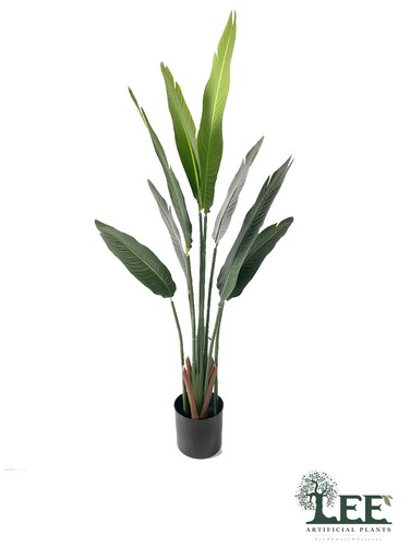 BirdofParadise1