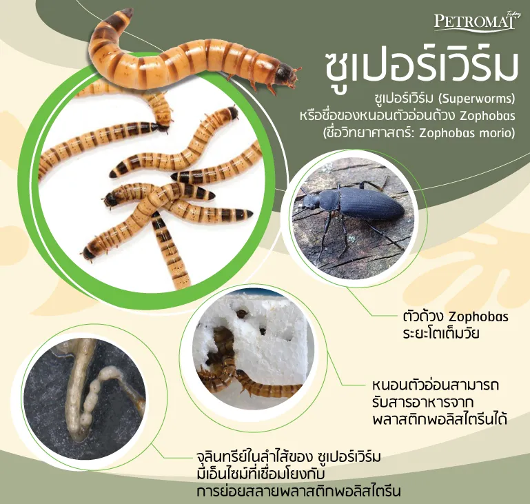 ซูเปอร์เวิร์ม-body