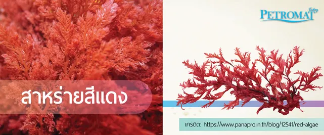 seaweed3-3