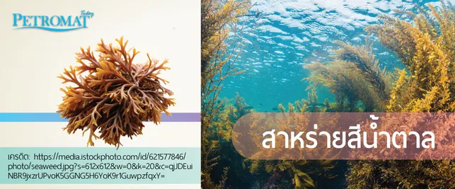 seaweed3-4