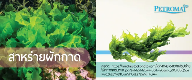 seaweed3-1