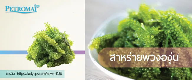 seaweed3-2