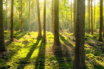 SUSTAINABILITY