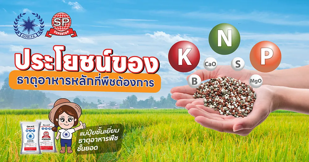 ประโยชน์ของธาตุอาหารหลัก-2-01