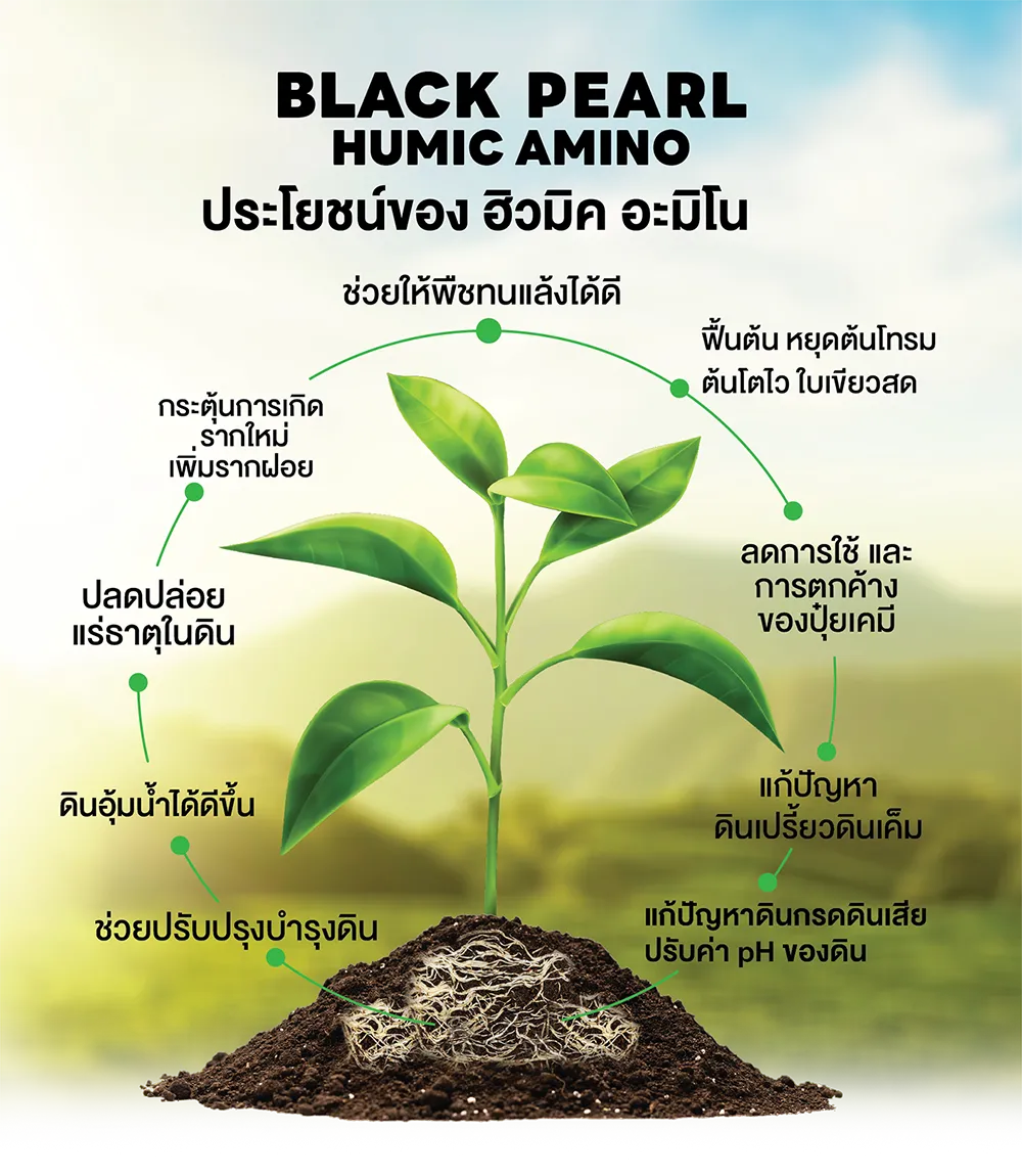 โบรชัวร์แบล็คเพิร์ล1-01