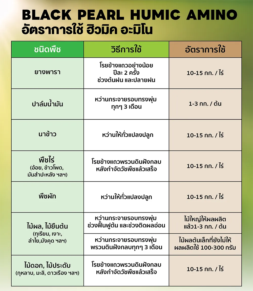 โบรชัวร์แบล็คเพิร์ล1-02