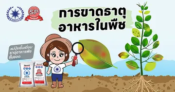 12อาการขาดธาตุอาหาร2