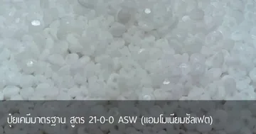 priduct-8