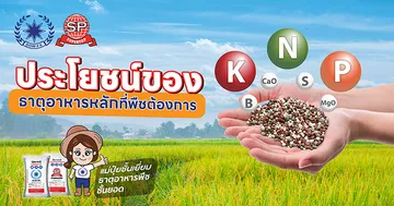 ประโยชน์ของธาตุอาหารหลัก2-01