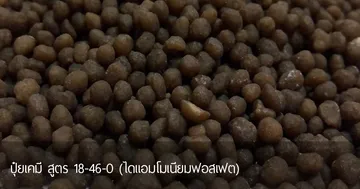 ปุ๋ยเคมี-สูตร-18-46-0-(ไดแอมโมเนียมฟอสเฟต)