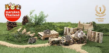 marukanthailandSlide5