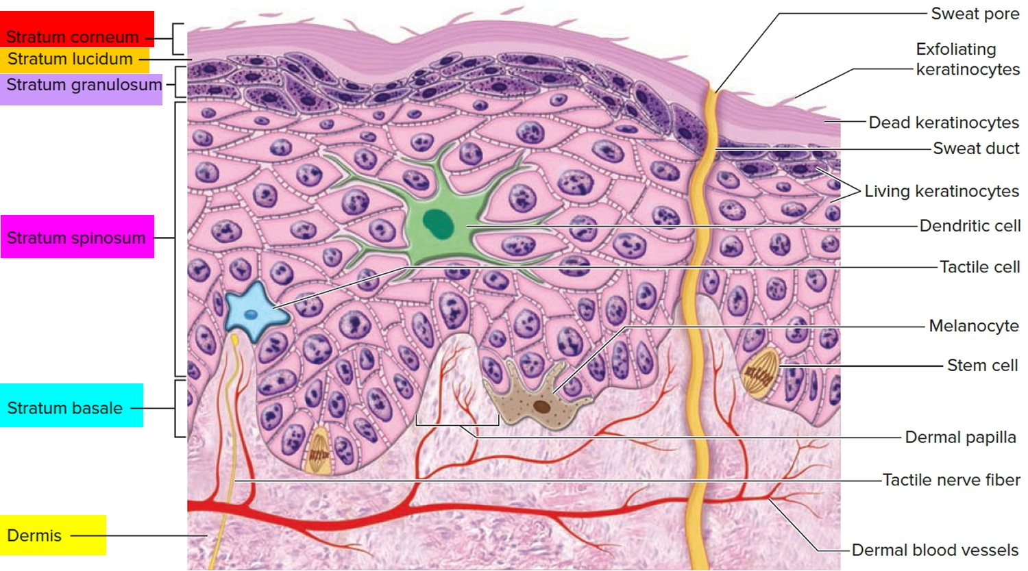 layers-of-epidermis