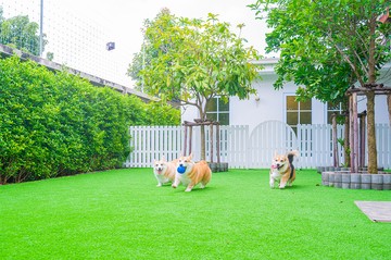 DogGardenBKK-210