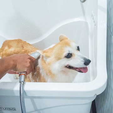 DogGardenBKK-226