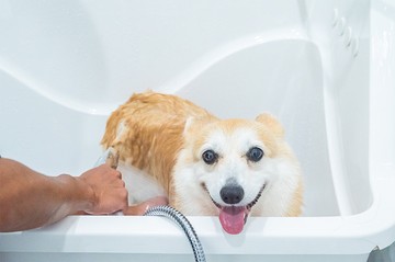 DogGardenBKK-242