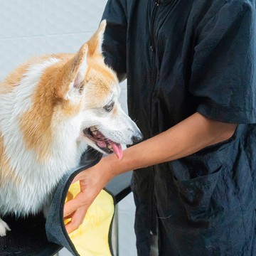 DogGardenBKK-265