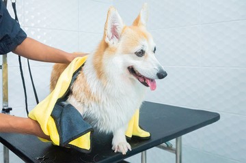 DogGardenBKK-266