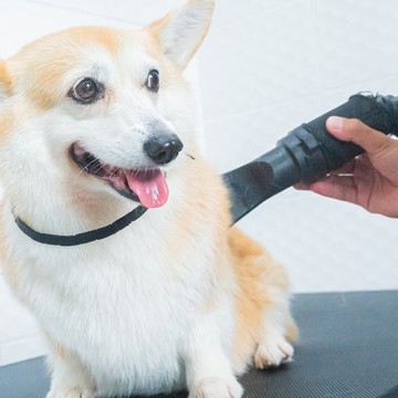 DogGardenBKK-271
