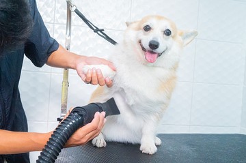 DogGardenBKK-284