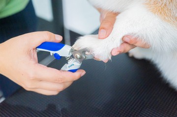DogGardenBKK-308