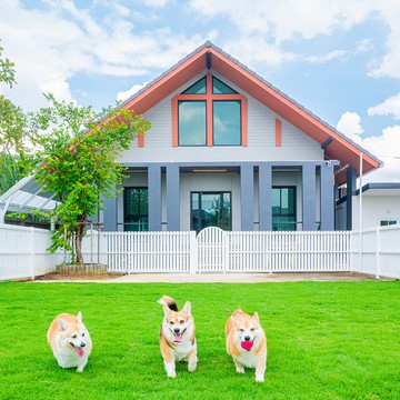 DogGardenBKK-72
