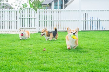 DogGardenBKK-91