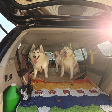 Pet-taxi