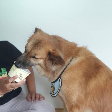 doggy-ice-cream--(1)