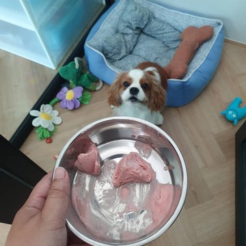 doggy-ice-cream--(2)