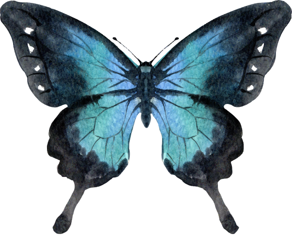 butterfly1