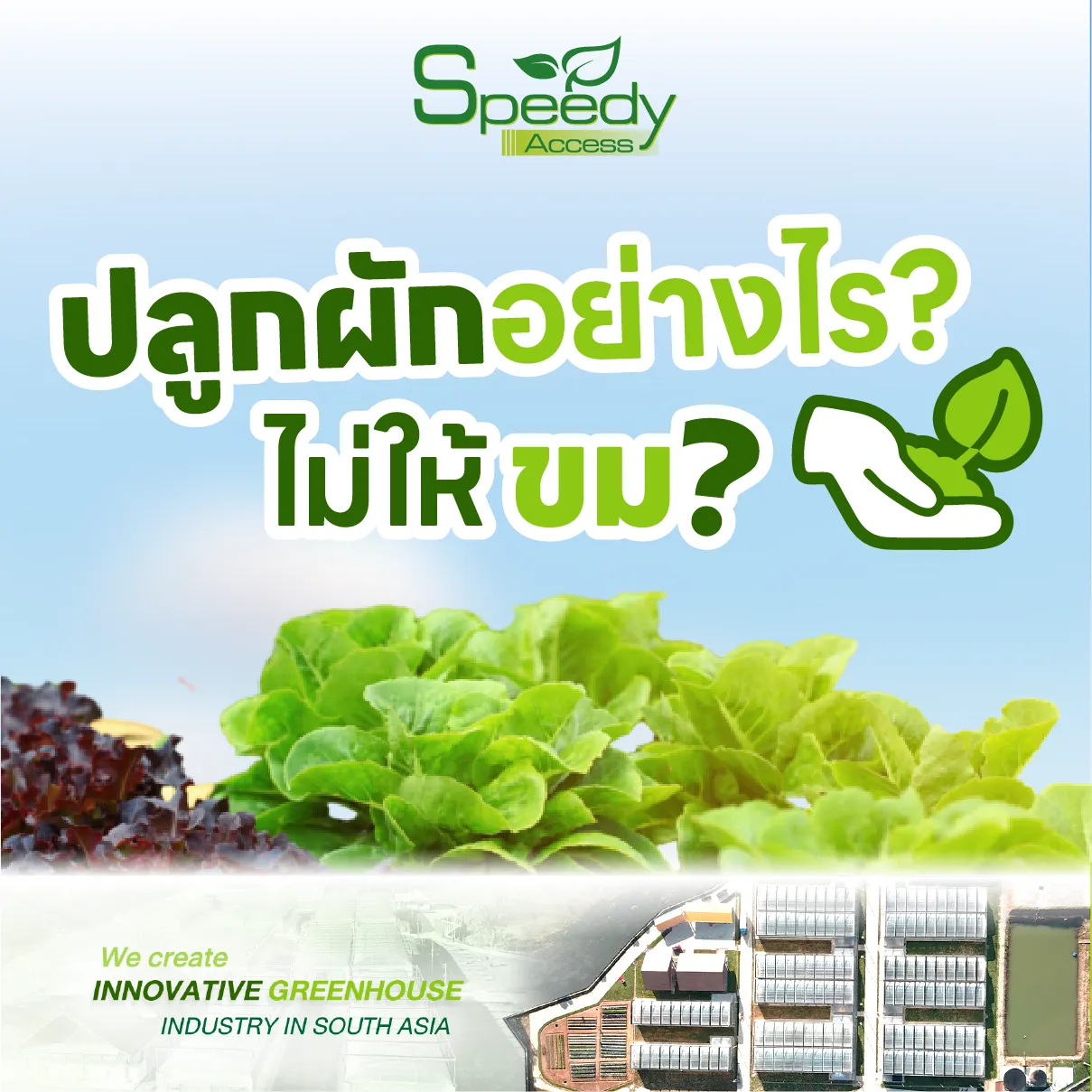 ปกปลูกผักอย่างไรไม่ให้ขม