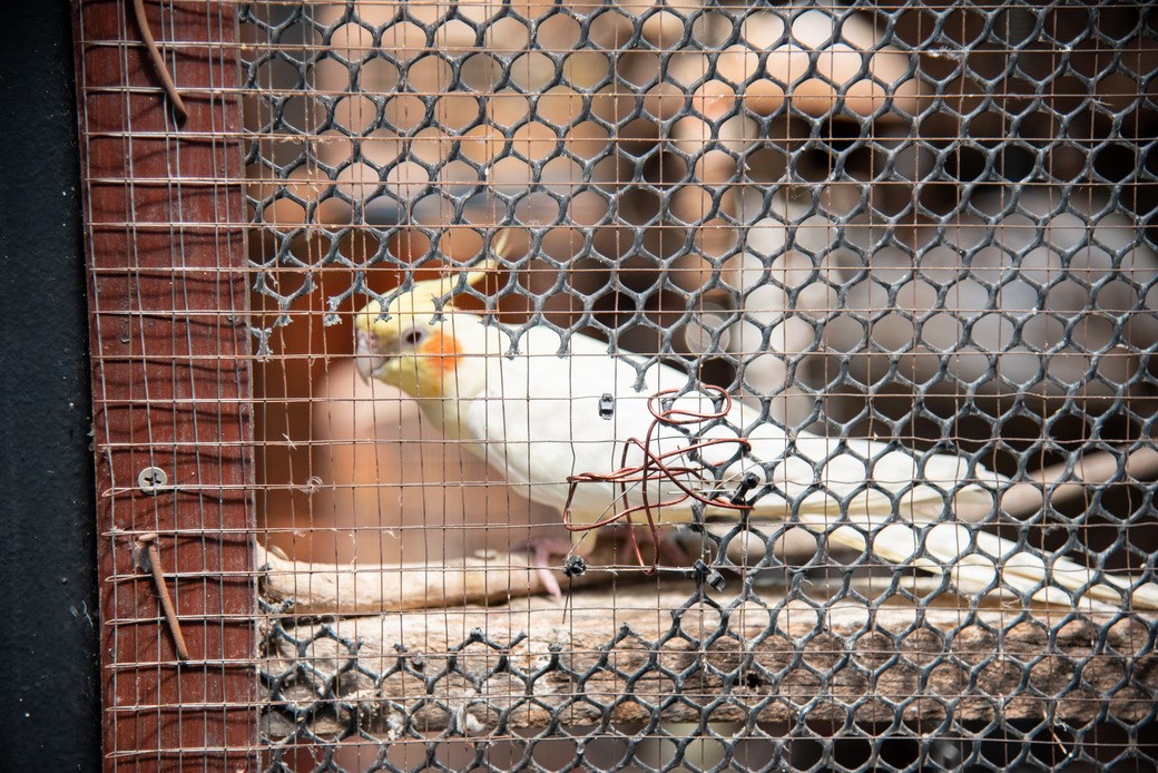 Cockatiel-01