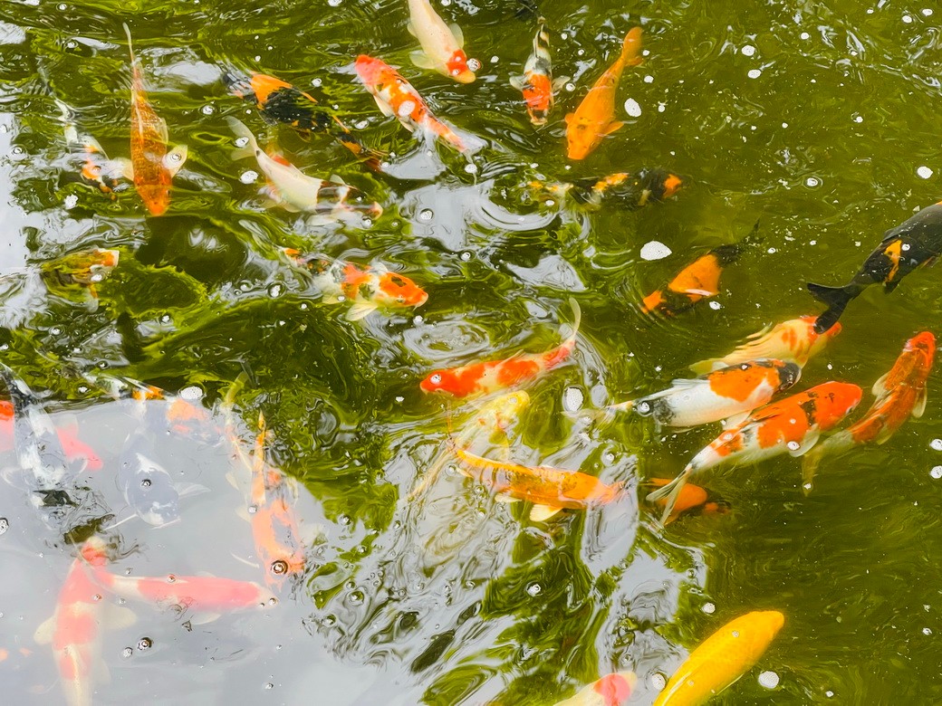 Koi-01