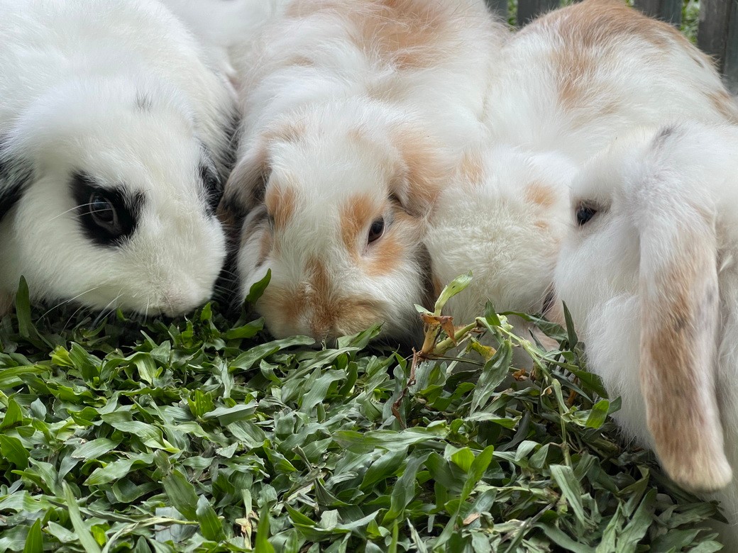 RabbitFarm-02