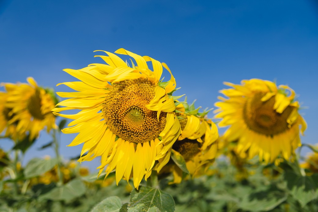 Sunflower-02