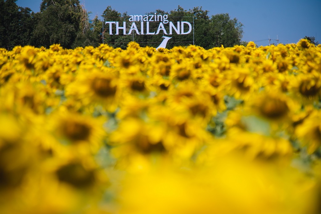 Sunflower-03