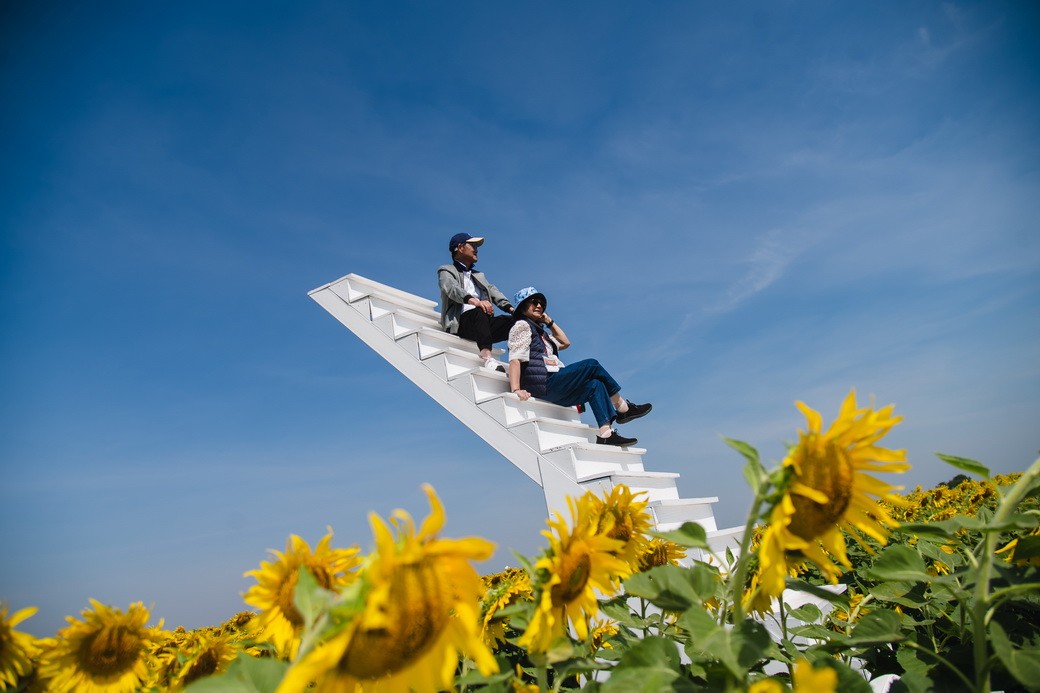 Sunflower-04
