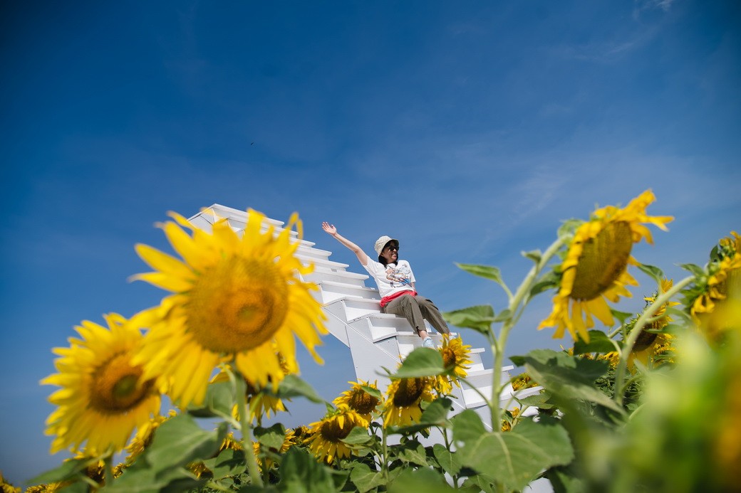Sunflower-05