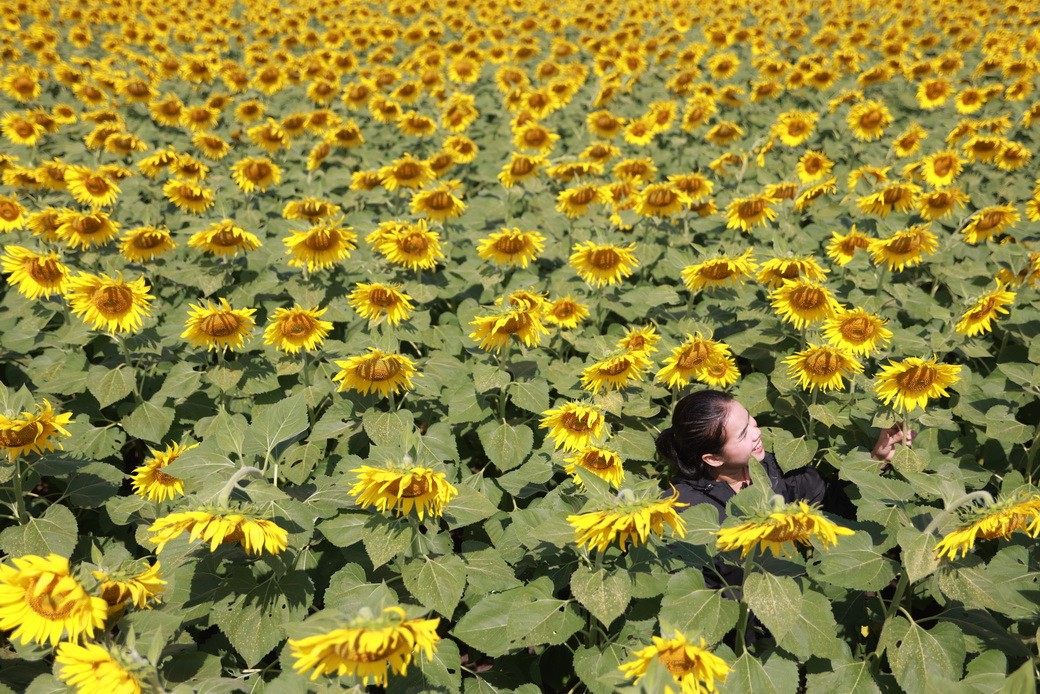 Sunflower-07