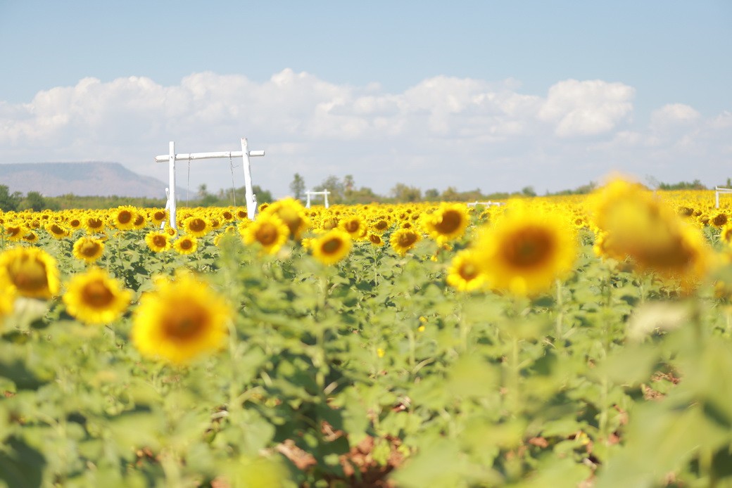 Sunflower-08