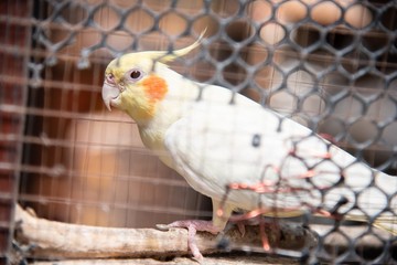 Cockatie-02