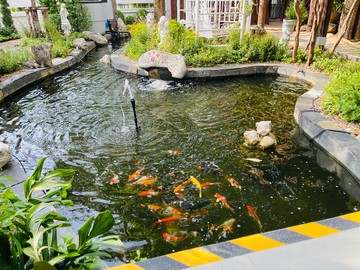 Koi-02