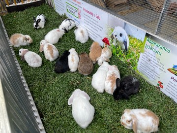 RabbitFarm-01