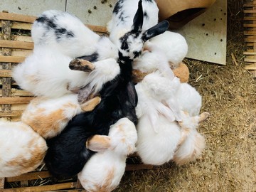 RabbitFarm-05